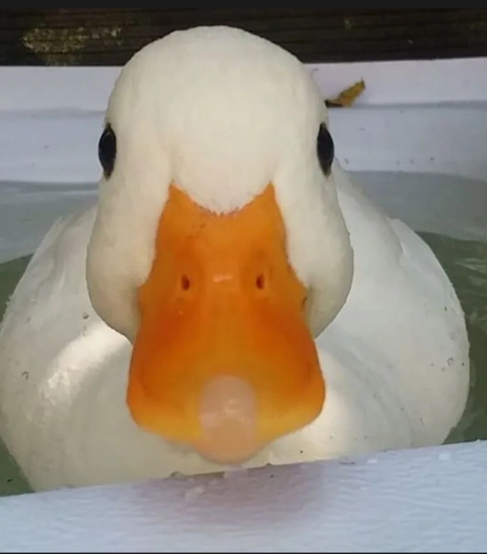 Malvyn - Baulmes - Vaud | Rencontre Mature